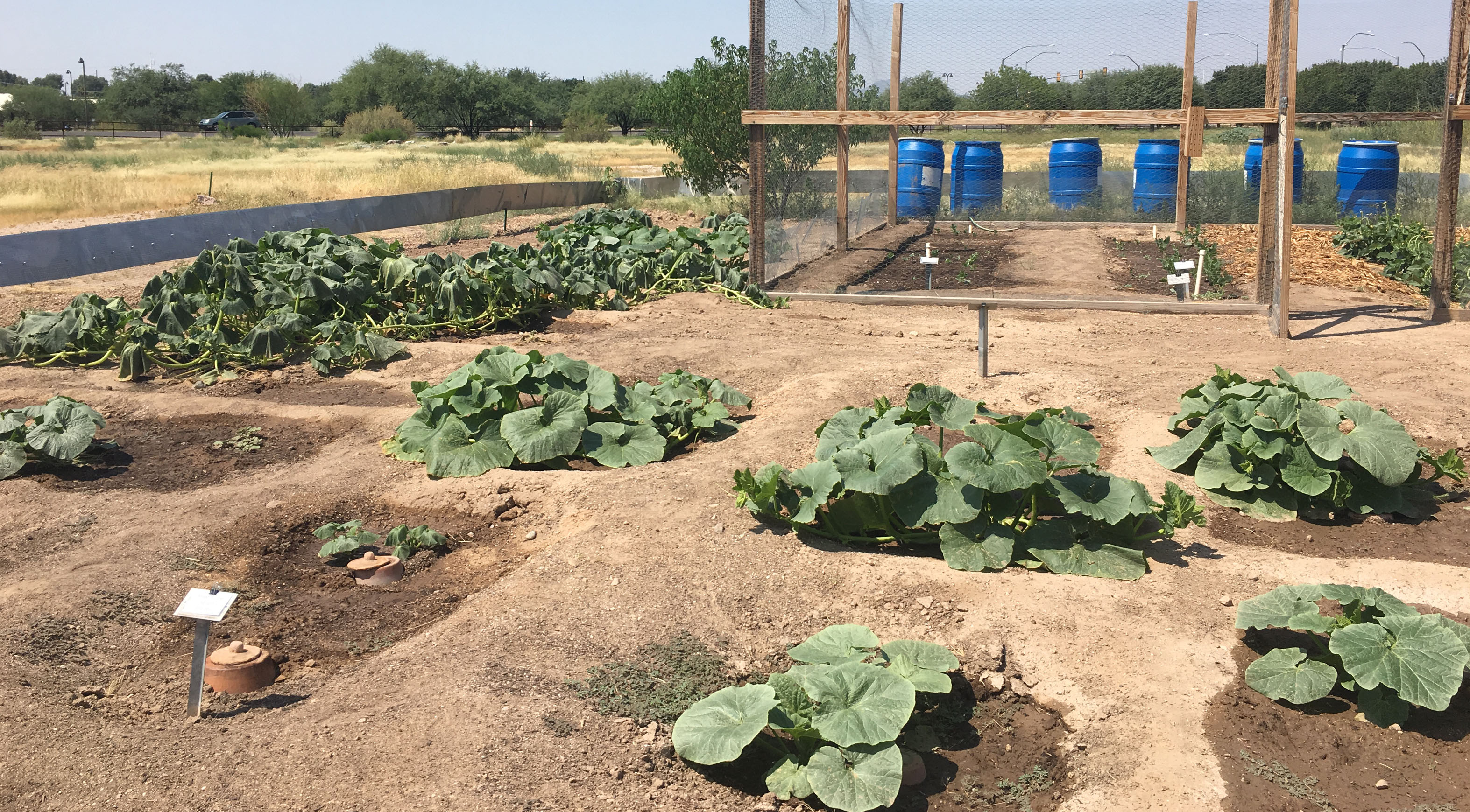 Native Seeds/SEARCH Home