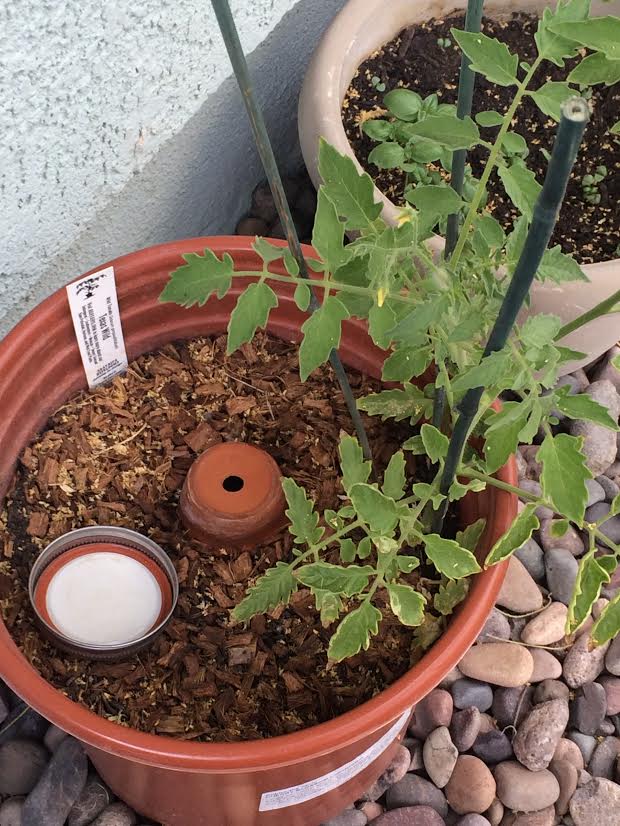 How to Use Olla Irrigation – Native-Seeds-Search