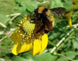 BUMBLE BEE