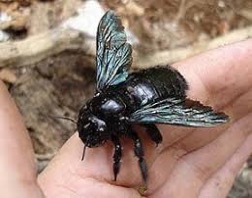 CARPENTER BEE
