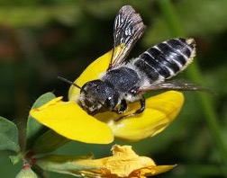 LEAFCUTTER BEE a.k.a. ALFALFA BEE