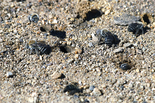MINING BEE