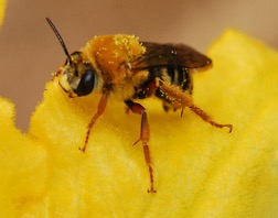 SQUASH BEE