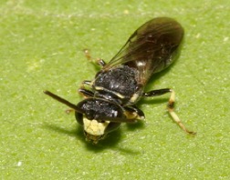 YELLOW FACE BEE