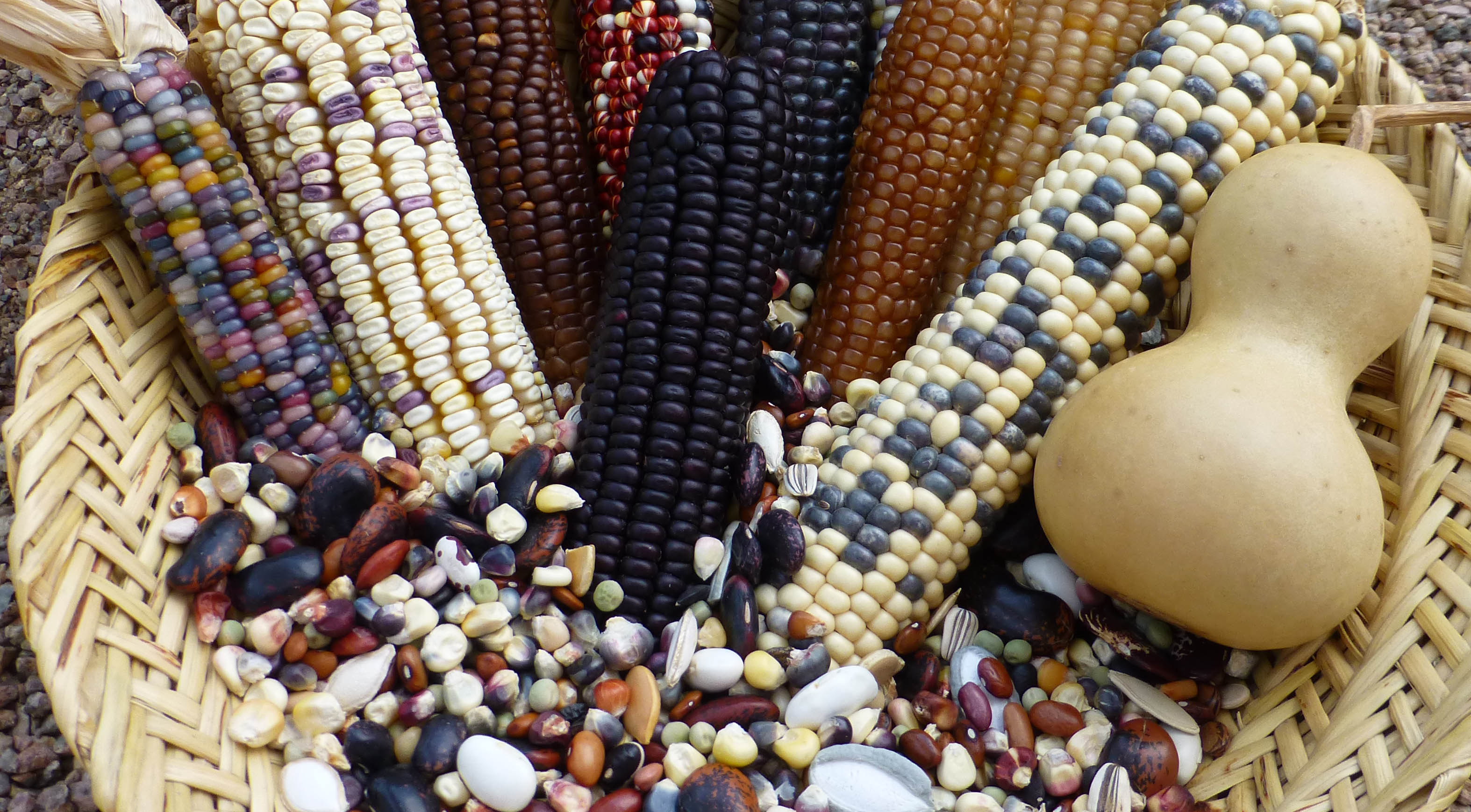 Native Seeds/SEARCH - The Story of Glass Gem Corn: Beauty, History, and ...